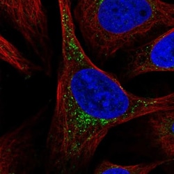 SCCPDH Antibody, Novus Biologicals 0.1mL; Unlabeled:Antibodies, Polyclonal